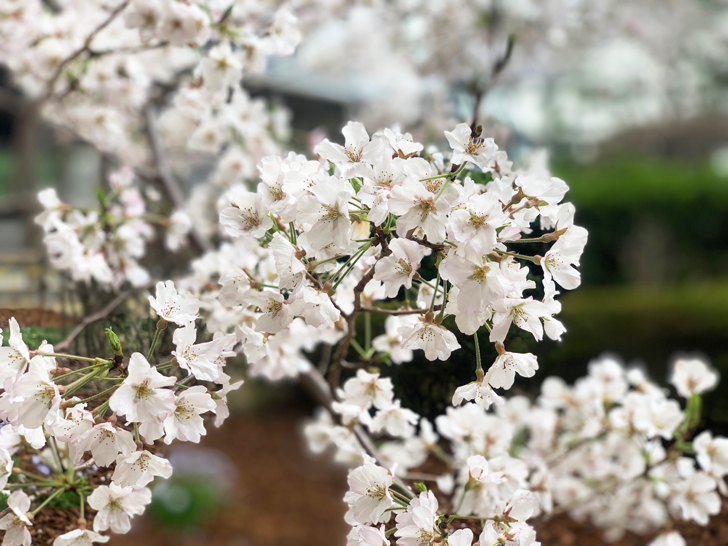 ブランディングとデザインで笑顔の花が咲くまちに 岡山のブランディングデザイン会社 ロゴ ホームページ コンセプトブック 名刺 チラシ 会社紹介パンフレット Dm 広報誌の制作 企画 編集