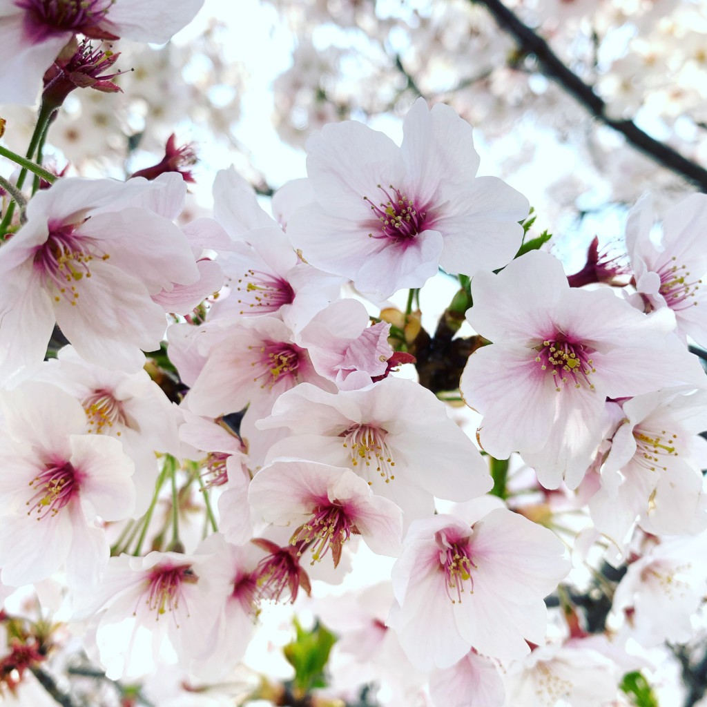 桜